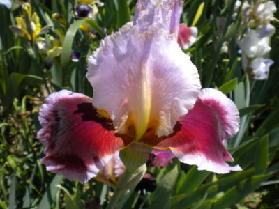 Iris_898.JPG