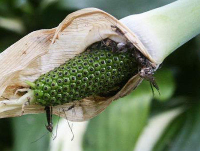 Arisaema.cil.kl.jpg