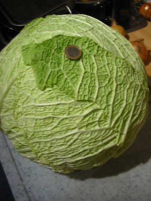 Ernte_20.11.2013.jpg