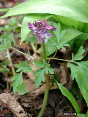 03240018_Corydalis_nn.JPG