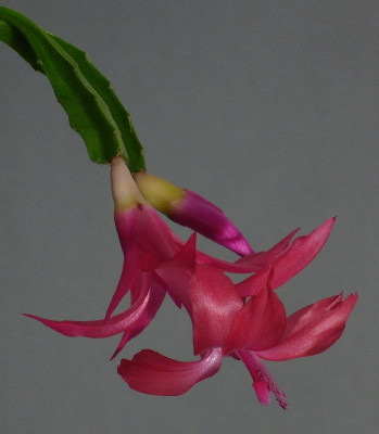 Schlumbergera_Larki_11-2013_800x800_80KB.jpg