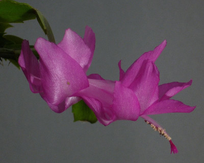 Schlumbergera_violett_11-2013_800x800_80KB.jpg