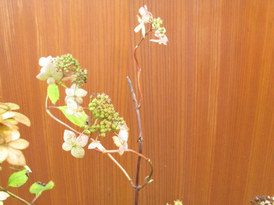 Hydrangea_serrata_Ai_Hime_800x600.jpg