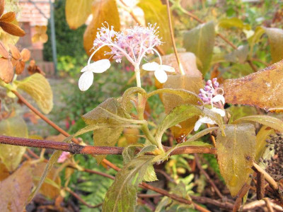 Hydrangea_involucrata_Late_Love_800x600.jpg
