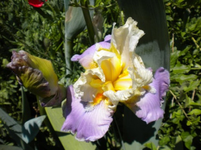 Iris_905.JPG