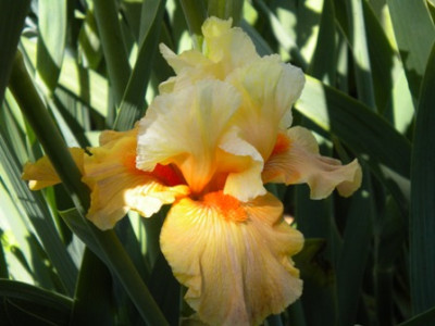 Iris_924.JPG