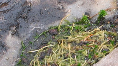 Sphagnum-Trieb.jpg