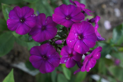 Iris_I.jpg
