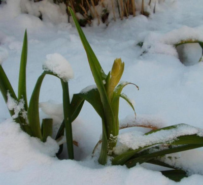 Schnee_2_em.jpg