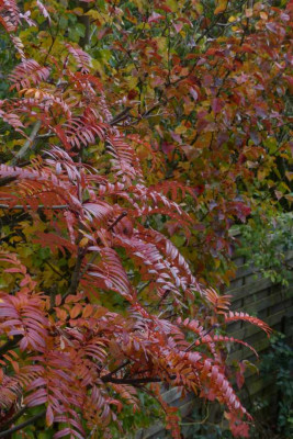 2013-11-21_S_scalarisLaub_vor_P_calleryana_Laub.jpg
