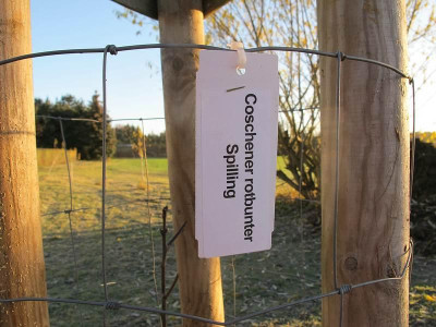 Cors1_25.11.13_ue.jpg