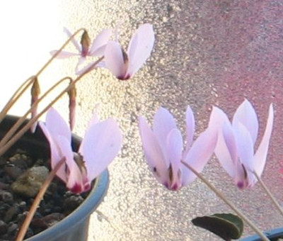 C.cilicium-ax.jpg