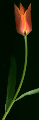 tulipa_orangeelite.jpg