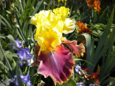 Iris_962.JPG