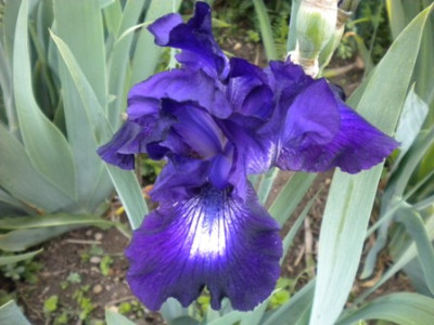 Iris_834.JPG