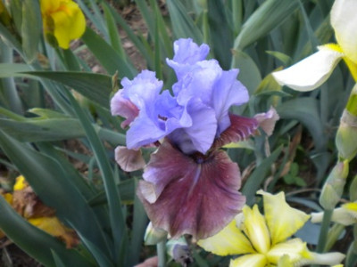 Iris_811.JPG