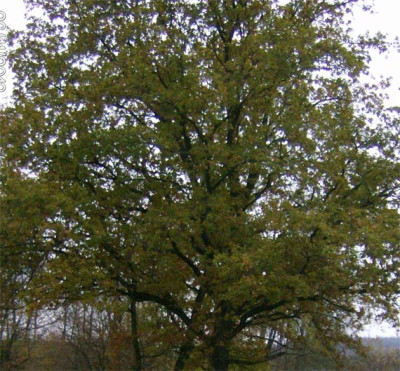 eiche-belaubt-261113.jpg