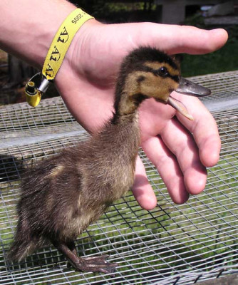kleine_ente_eins.jpg