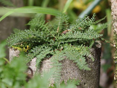 Asplenium_fontanum_Y.jpg