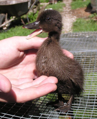 kleine_ente_zwei.jpg