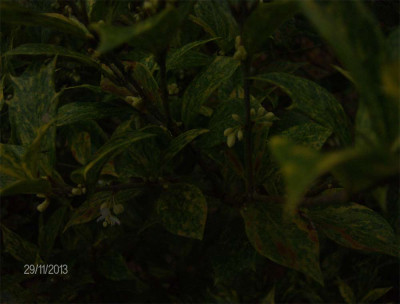 Osmanthus-291113.jpg