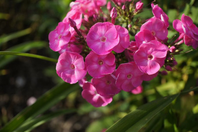 zL_Betty-Marguerite.jpg