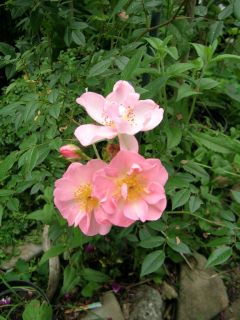 Rose_v._Gerti_7.jpg
