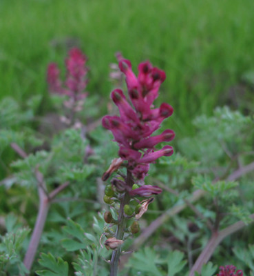Corydalis_nov.jpg
