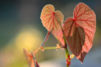 Begonia-grandis-alba-Nov3012.jpg