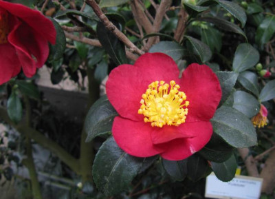 IMG_5450_Camelliaxvernalis_Yuletide-.JPG