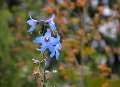 delphinium.jpg