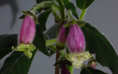 Kohleria_warszewiczii_12-2013_900x900_80KB.jpg