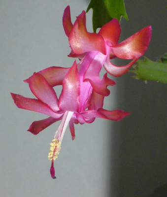 Schlumbergera_rot_violett_12-2013_900x900_80KB.jpg