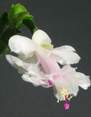 Schlumbergera_Aspen_12-2013_900x900_80KB.jpg