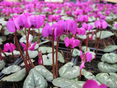 Cyclamen_Marianne__2.12.13_ue.jpg