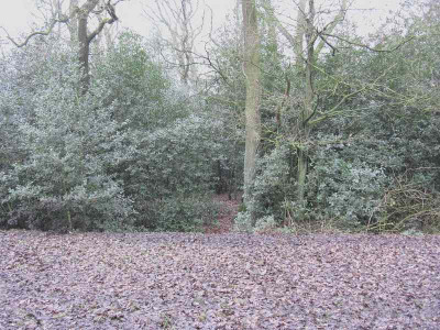 Ilexwald_1_800x600.jpg