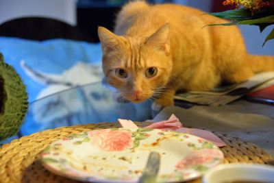 2013-11-30_Katze.jpg