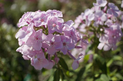 Hoher_Sommerphlox.jpg