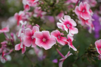 Phlox_ohne_Namen.jpg