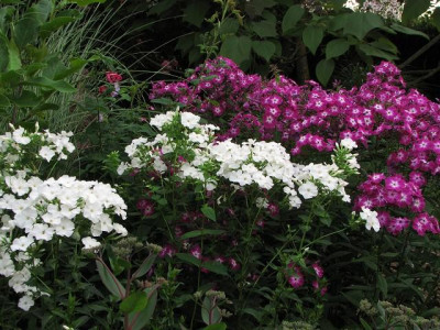 k-phlox_pan_wennschondennschonschneeferner-2011-07-10_034_1k.jpg