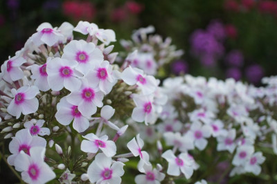 Phlox_mit_Auge.jpg