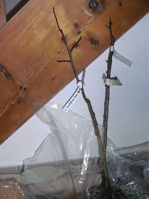 k-BILD2183___2.jpg