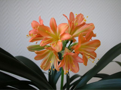 14Versicolor2812012.jpg