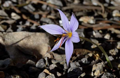 Crocus_wattiorum__13-12-07.jpg