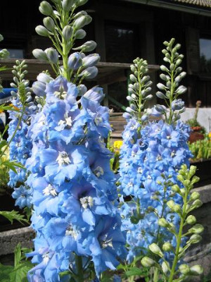 Rittersporn_hellblau.JPG