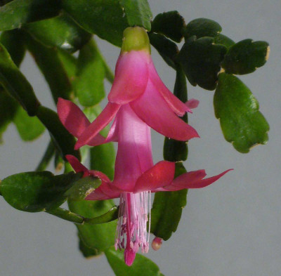 Schlumbergera_Welling_Cherry_12-13_1200x1200_80KB.jpg