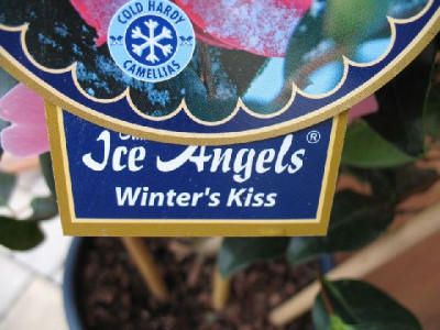 Winters_Kiss_28.04.2006k.jpg