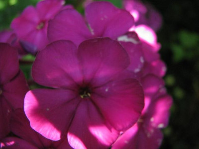 k-phlox_kirchenfurst-_2012-05-08-11_019k.jpg
