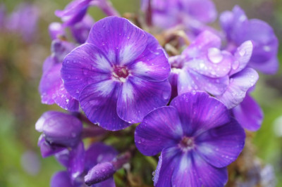 Purple_Kiss_1.jpg