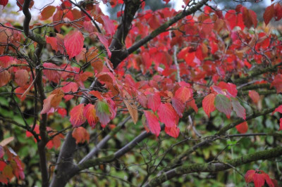 2013-10-29_Cornus_kousa_Kreuzdame.jpg